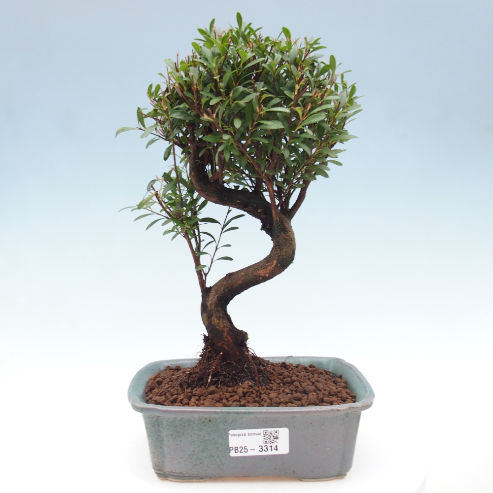 Zimmer Bonsai - Syzygium - Piment