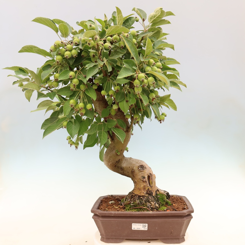 Outdoor-Bonsai -Malus halliana - Kleinfrüchtiger Apfelbaum