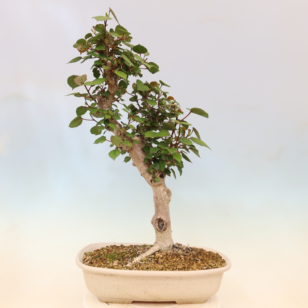 Zimmerbonsai - Hibiscus tiliaceus - Meeres-Hibiskus