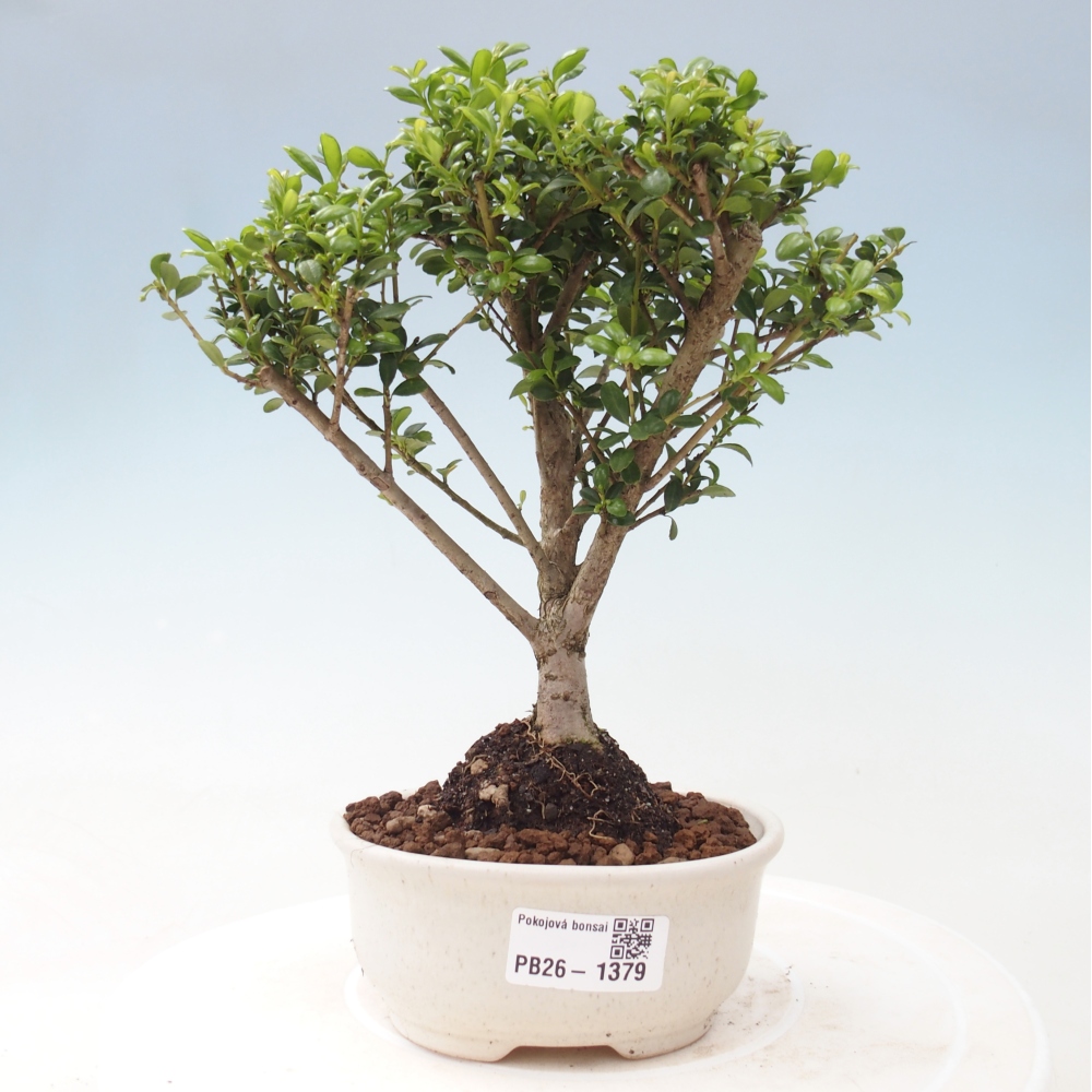 Zimmer Bonsai - Ilex crenata - Stechpalme