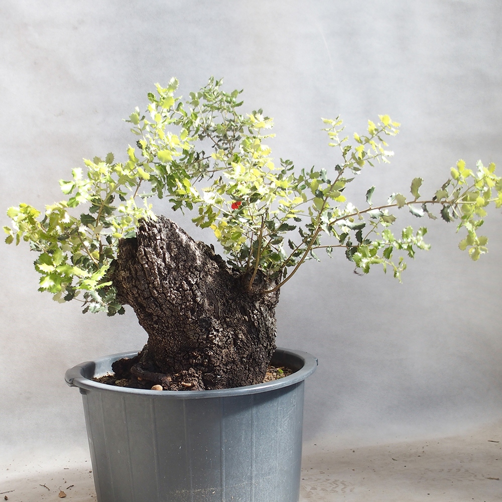 Freilandbonsai Quercus Cerris - Eiche Cer