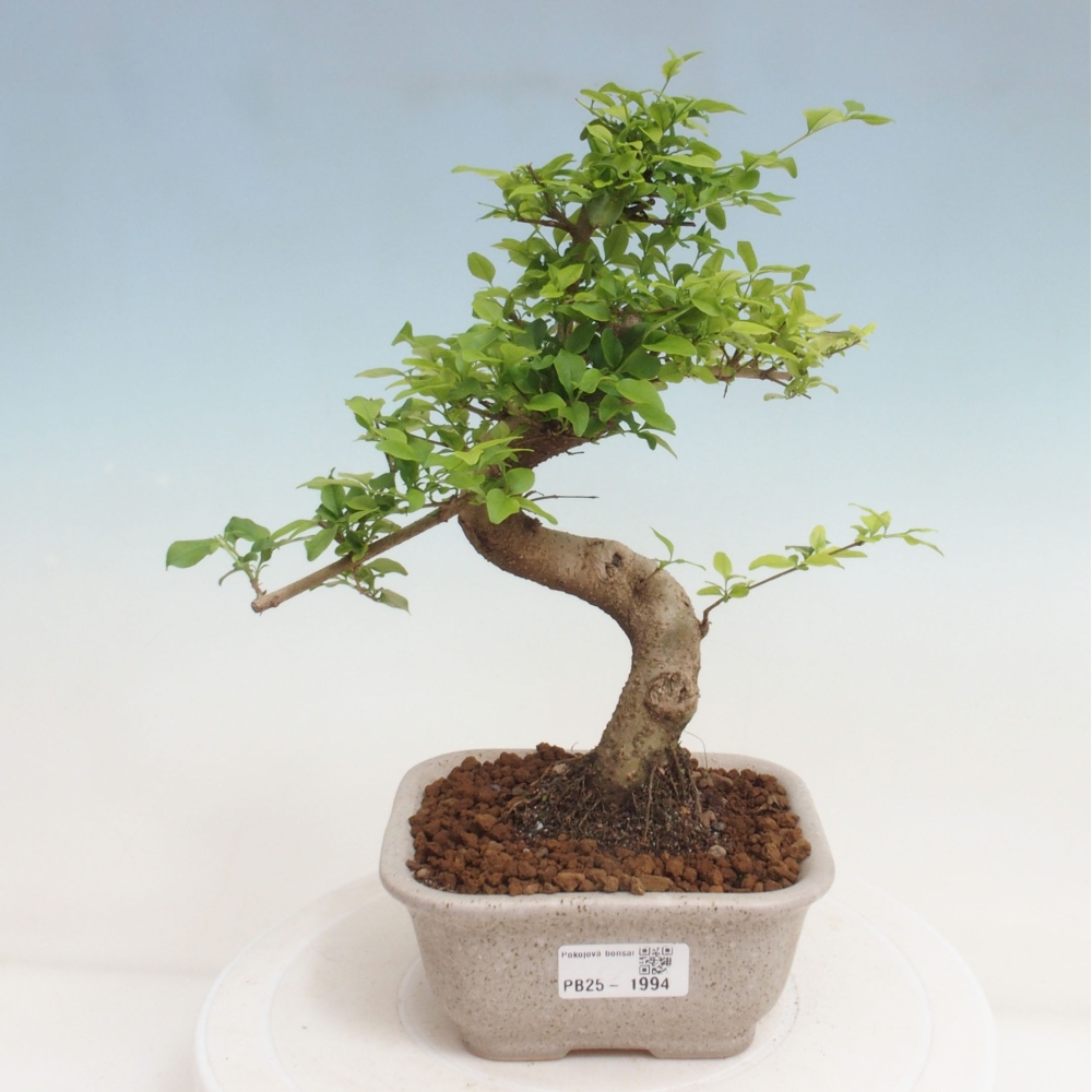 Indoor Bonsai -Ligustrum chinensis - Vogelschnabel