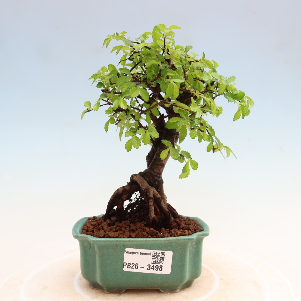 Zimmerbonsai - Ulmus parvifolia - Kleinblättrige Ulme
