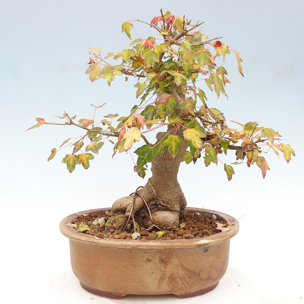 Bonsai im Freien - Ahorn Buergerianum - Burger Maple