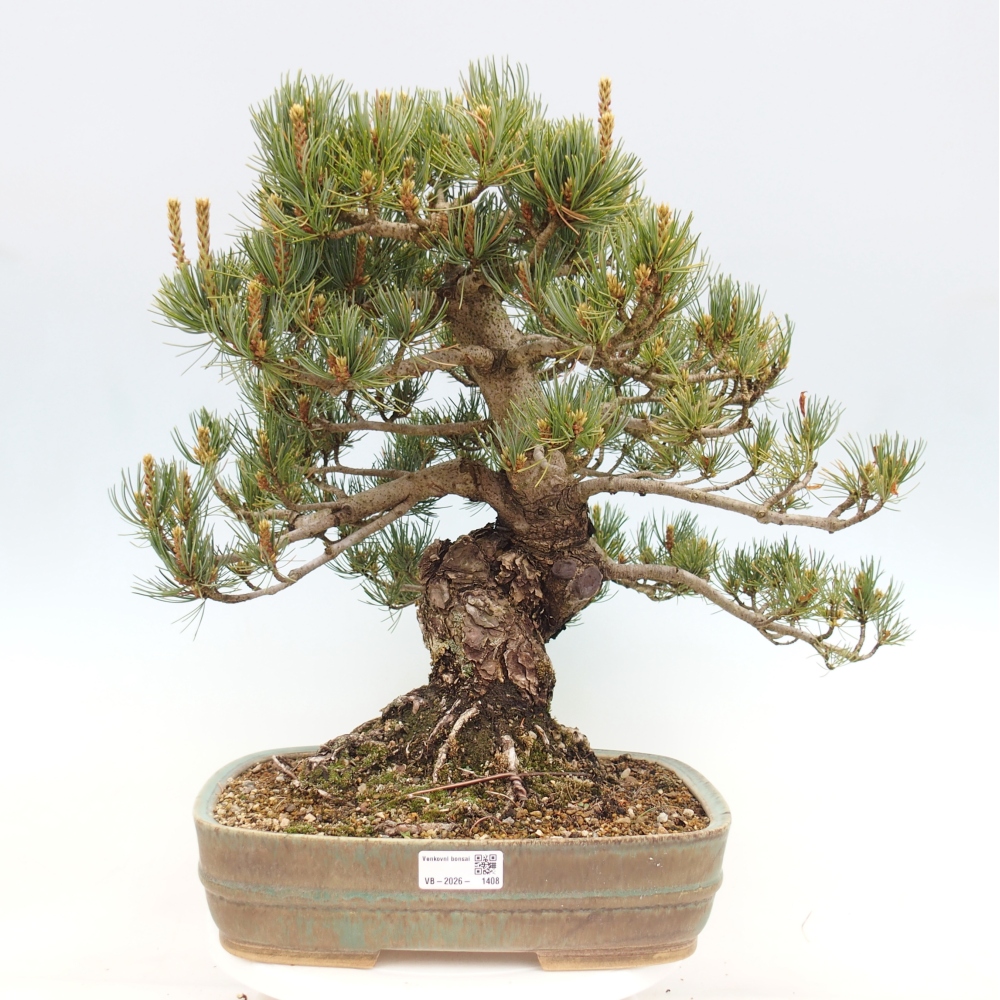 Bonsai für draußen - Pinus parviflora - Pinus parviflora