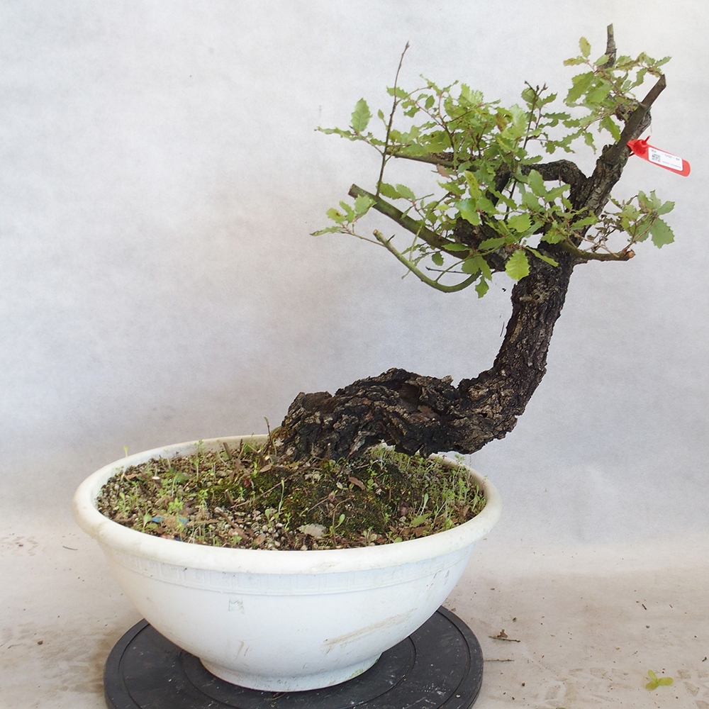 Freilandbonsai Quercus Cerris - Eiche Cer