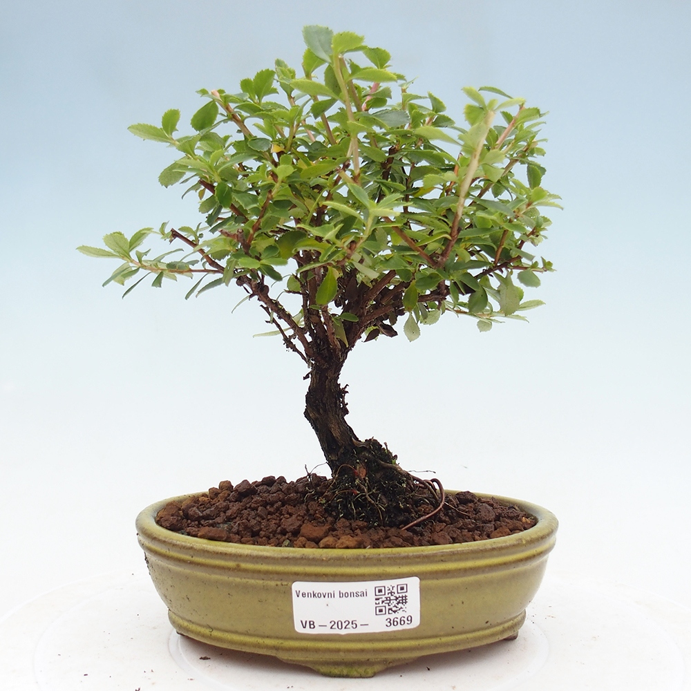 Bonsai im Freien - Escallonia 'Dart's Rosy Red' - Delusion
