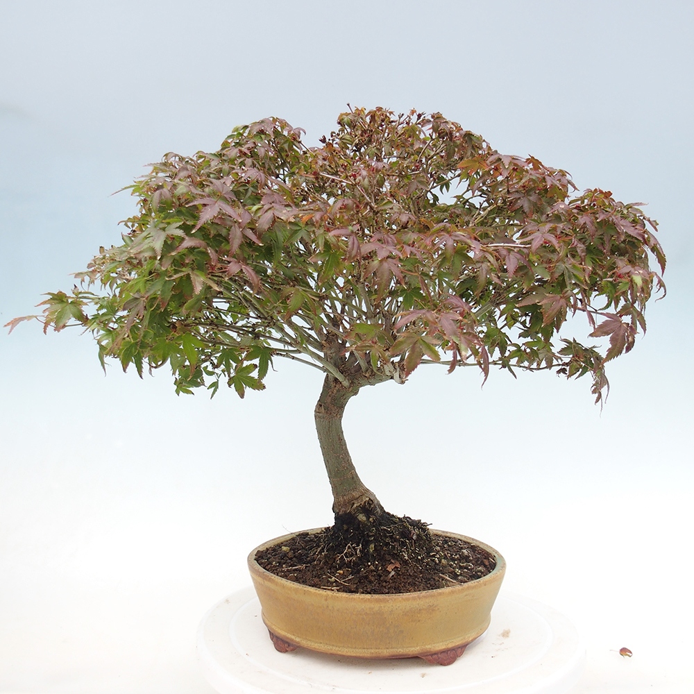 Acer palmatum KIOHIME - Palmetto-Ahorn