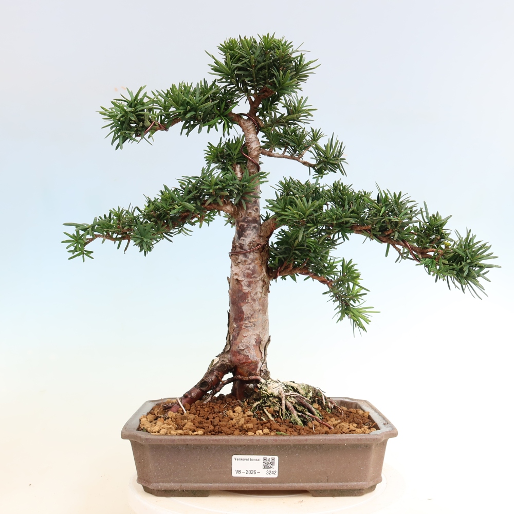 Bonsai für draußen - Taxus cuspidata - Japanische Eibe
