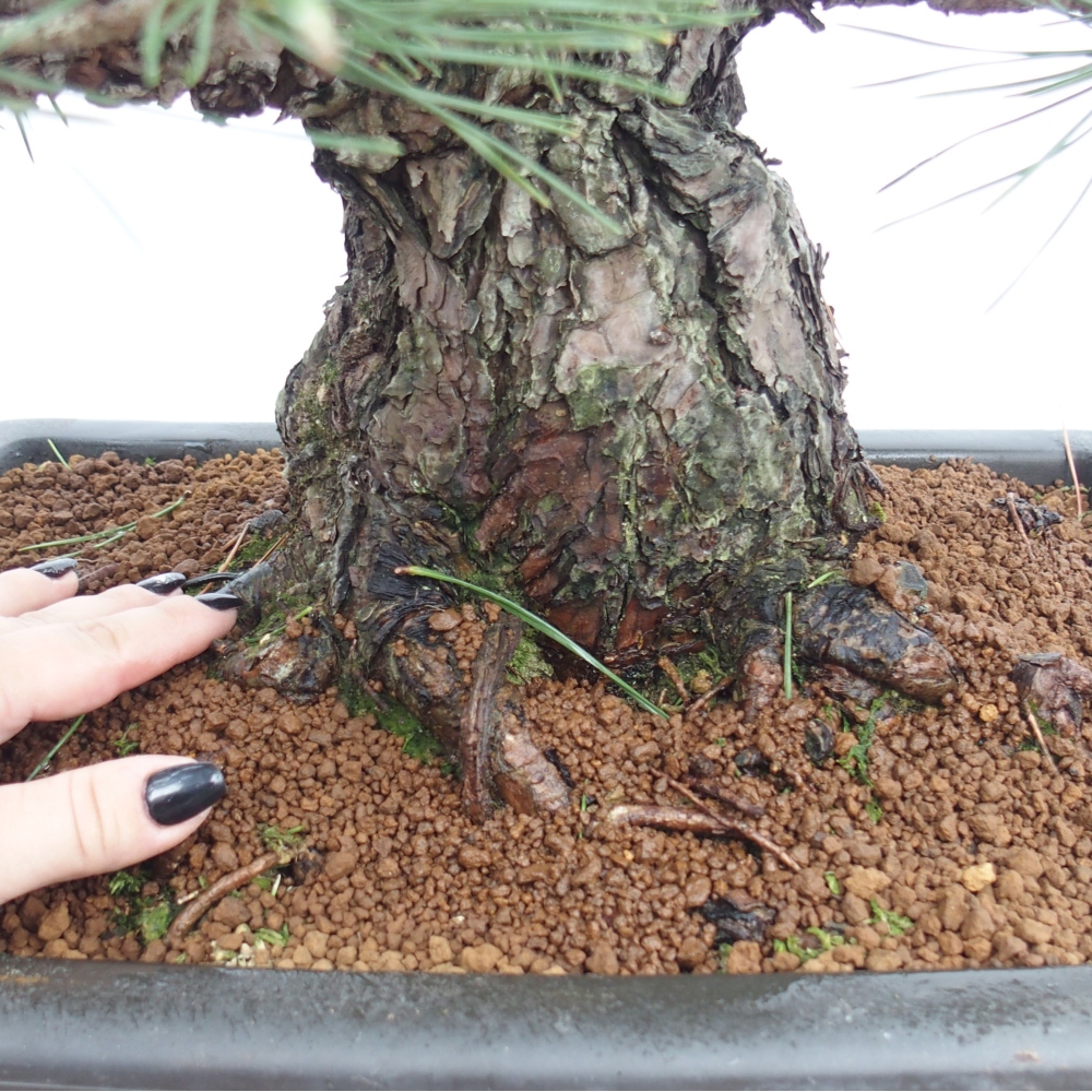Outdoor-Bonsai - Pinus thunbergii - Thunbergkiefer