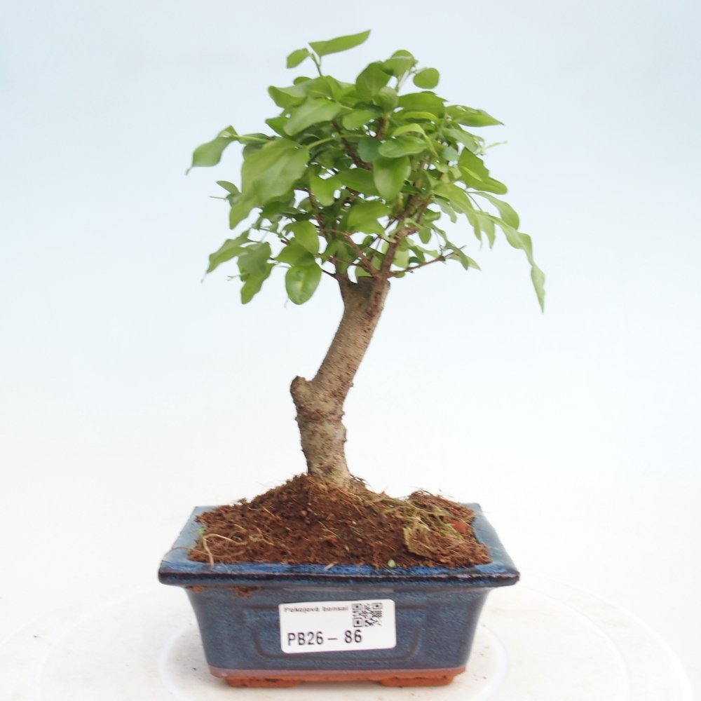 Zimmer Bonsai -Ligustrum chinensis - Vogelschnabel