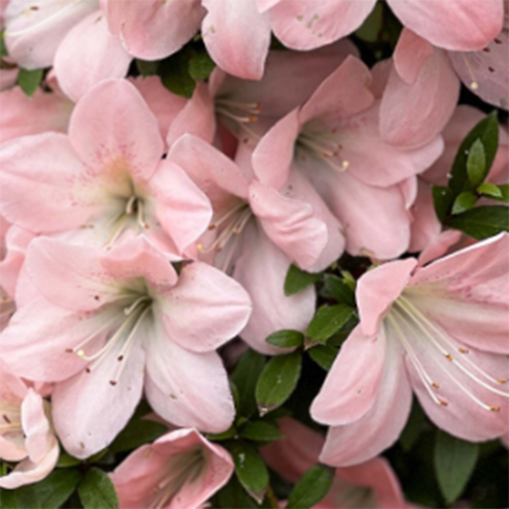 Bonsai für draußen - Japanische Azalee - Azalee Jukokan