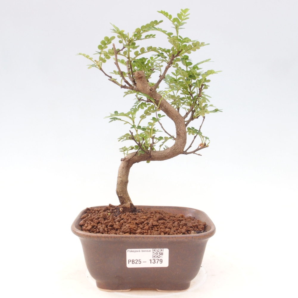 Indoor-Bonsai - Zantoxylum piperitum - Pfefferminze