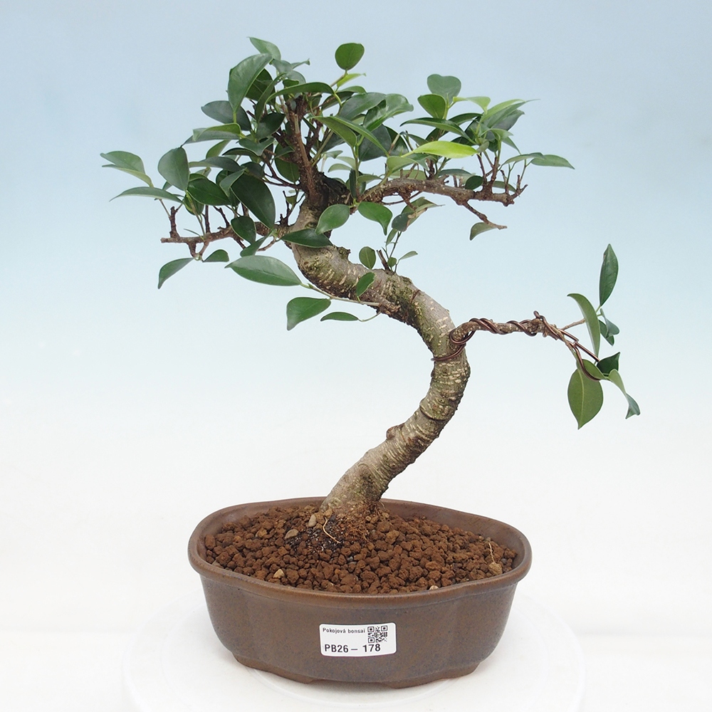 Zimmerbonsai - Ficus retusa - Kleinblättriger Ficus