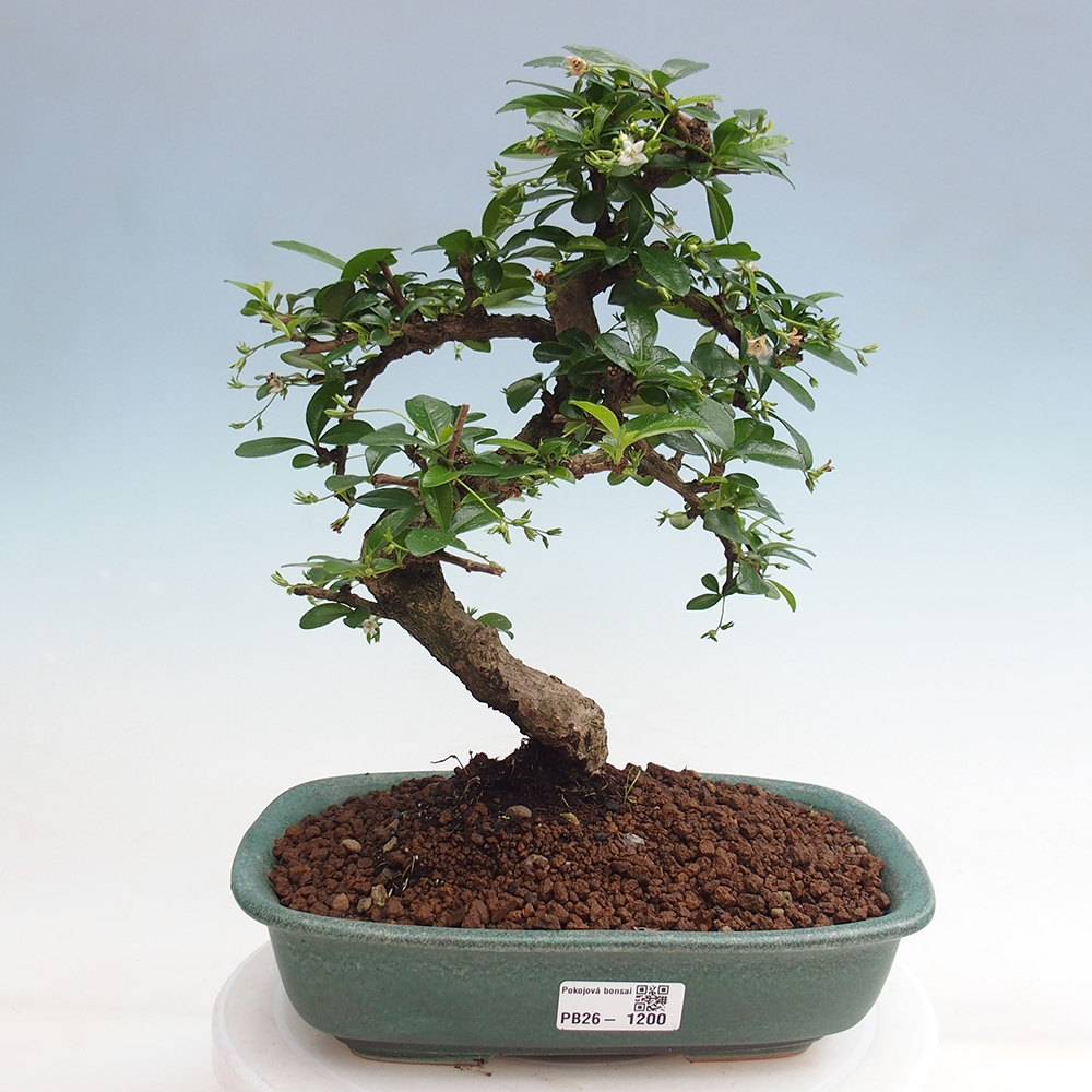 Zimmer-Bonsai - Carmona macrophylla - Tee-Fuki