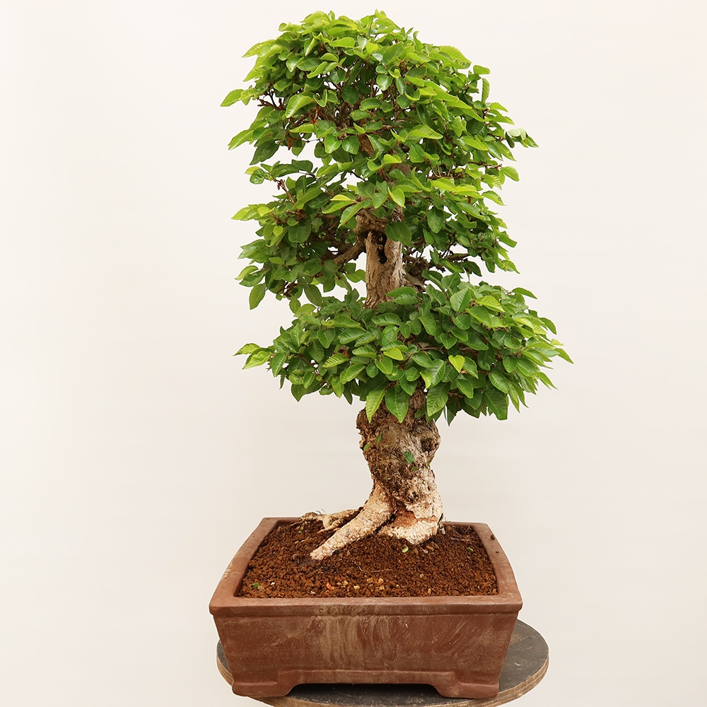 Bonsai im Freien - Carpinus Coreana - Koreanische Hainbuche