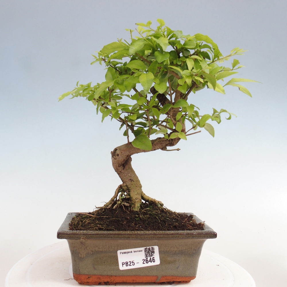 Zimmerbonsai - Ligustrum chinensis - Vogelperspektive