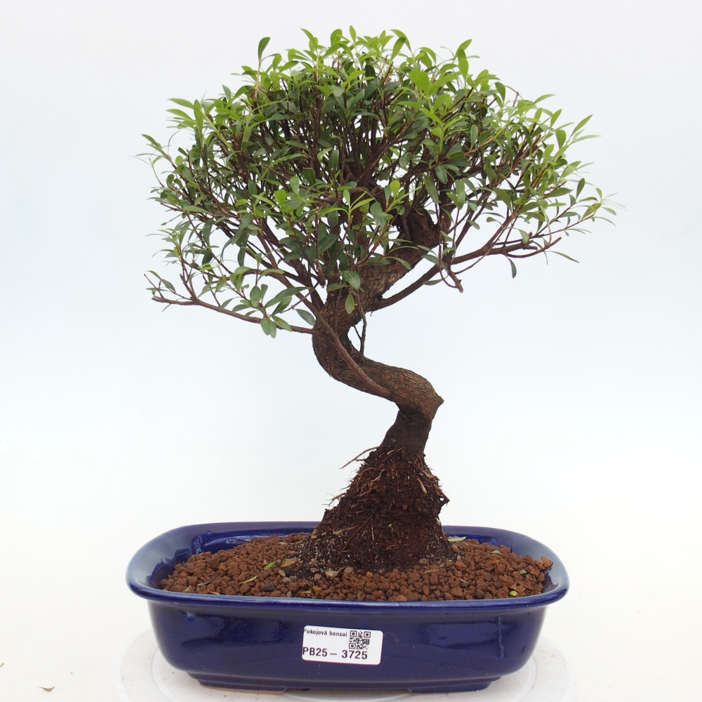 Zimmer Bonsai - Syzygium - Piment