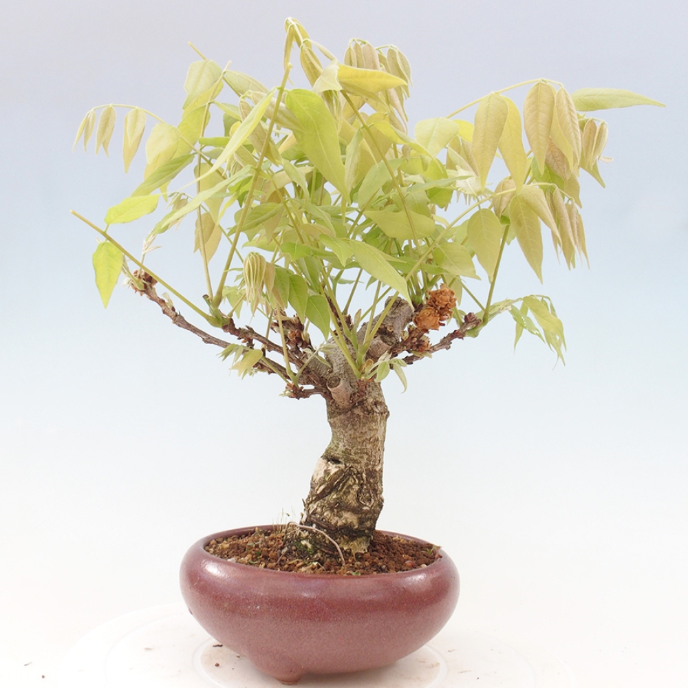Bonsai im Freien - Wisteria floribunda - Wisteria floribunda