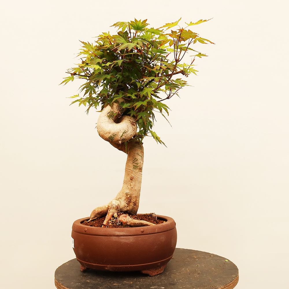 Bonsai für draußen - Ahorn palmatum - Palmen