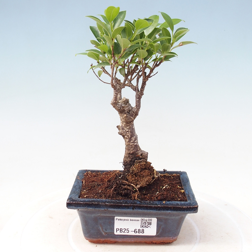 Zimmerbonsai - Kleinblättriger Ficus - Ficus kimmen