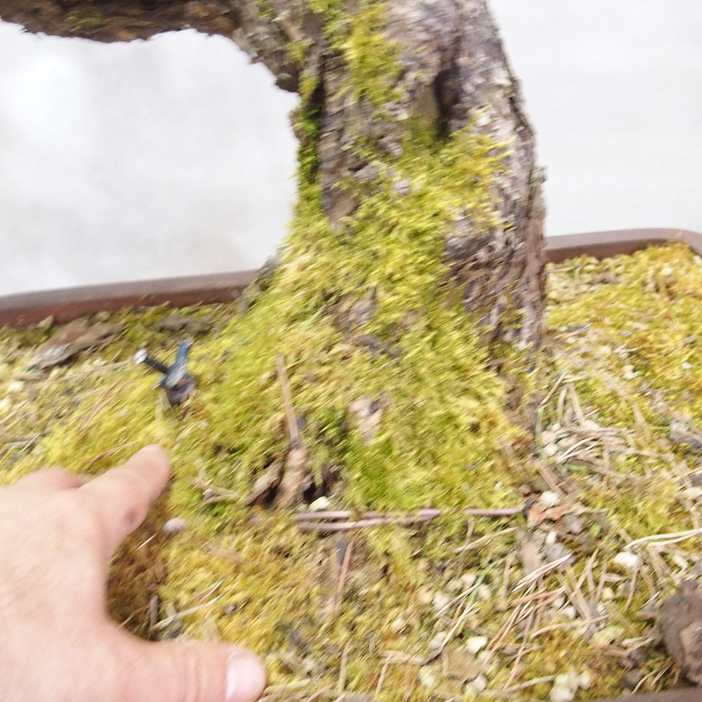 Yamadori - Pinus sylvestris 