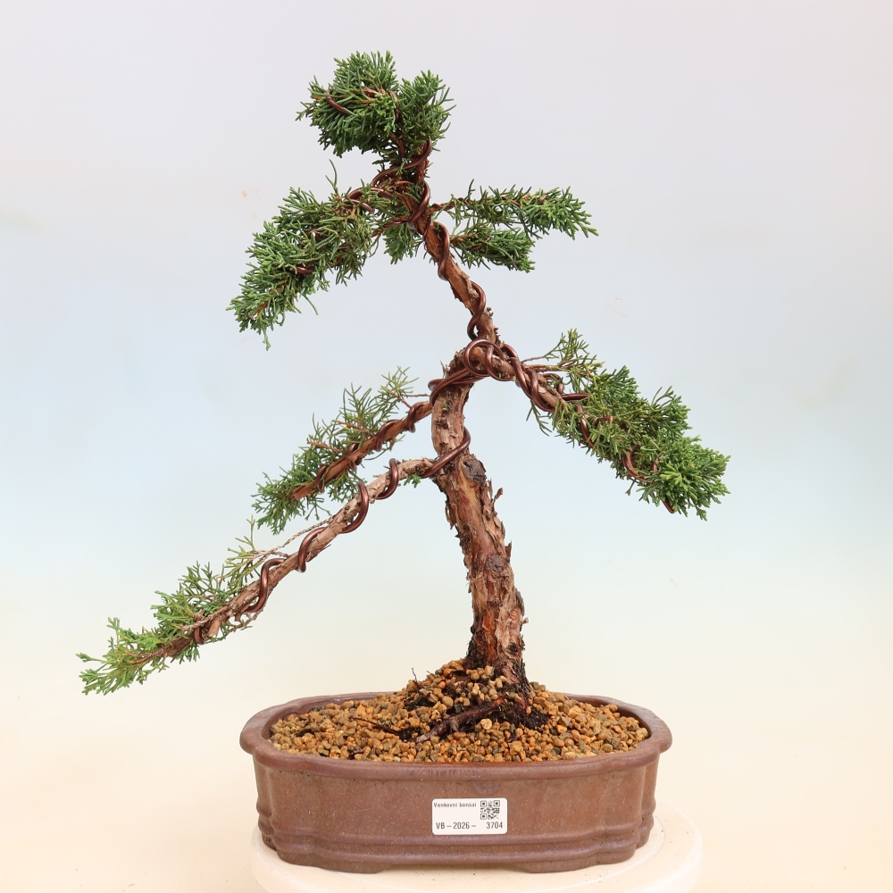 Bonsai für draußen - Juniperus chinensis Kishu
