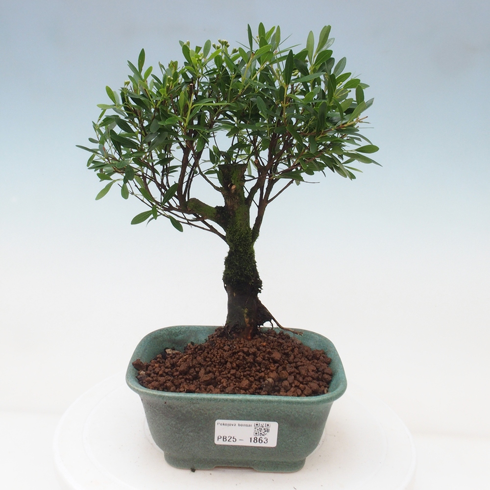 Zimmer Bonsai - Syzygium - Pimentovník