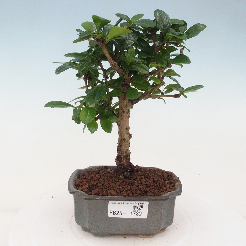 Zimmerbonsai - Carmona Macrophylla - Fuki-Tee