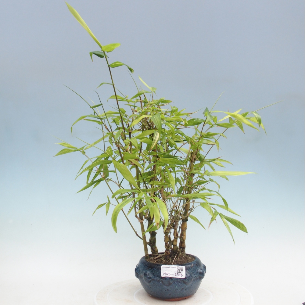 Zimmer Bonsai - Bambus budha-Bambus budha bauch