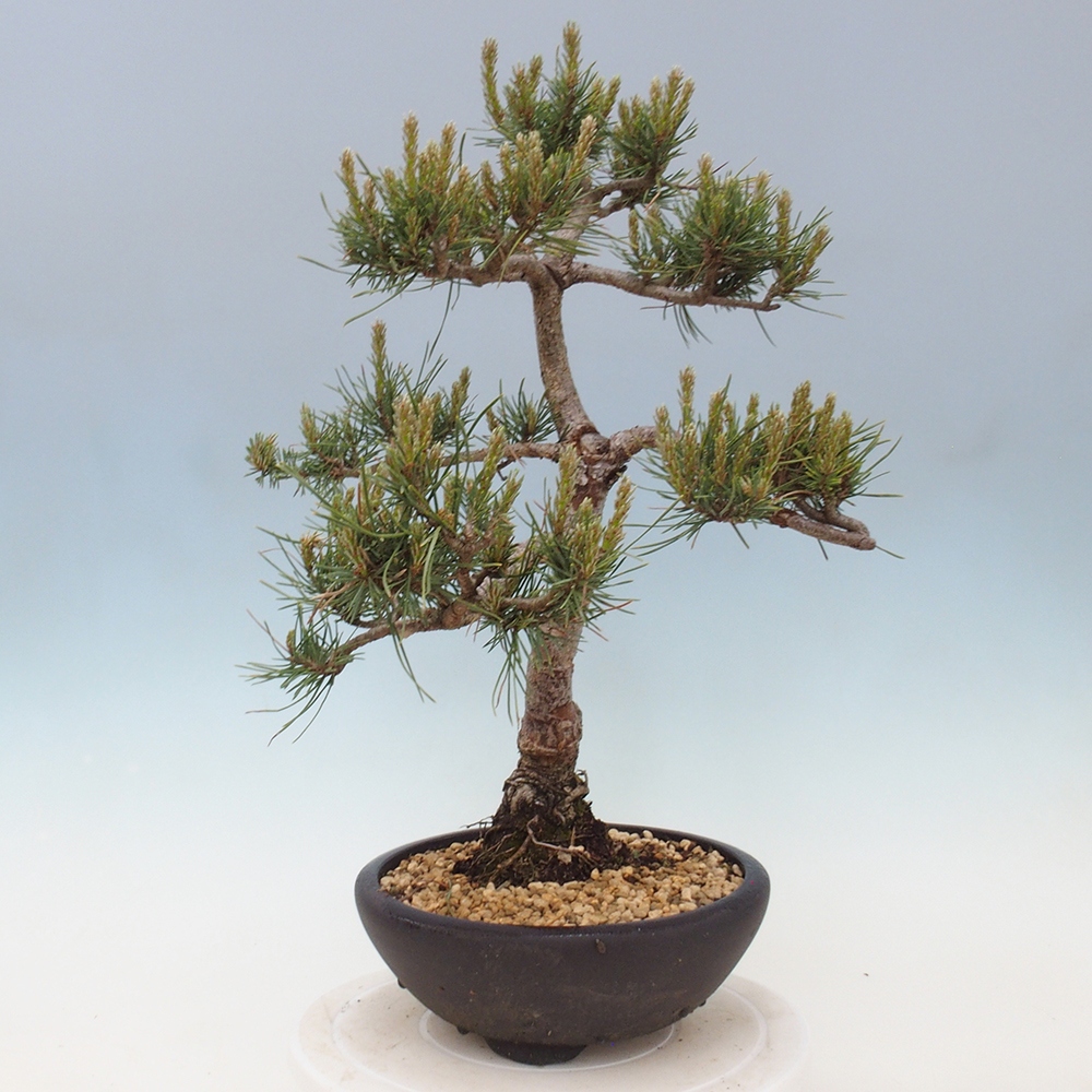 Bonsai im Freien - Pinus Sylvestris - Waldkiefer