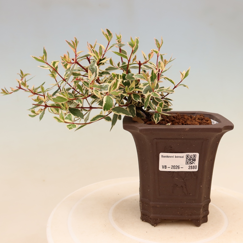 Bonsai für den Außenbereich – Abelia gr. Confetti – Großblütige Abelie