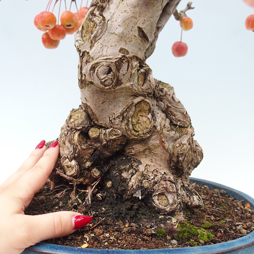 Bonsai im Freien - Malus halliana - Kleinfruchtiger Apfelbaum