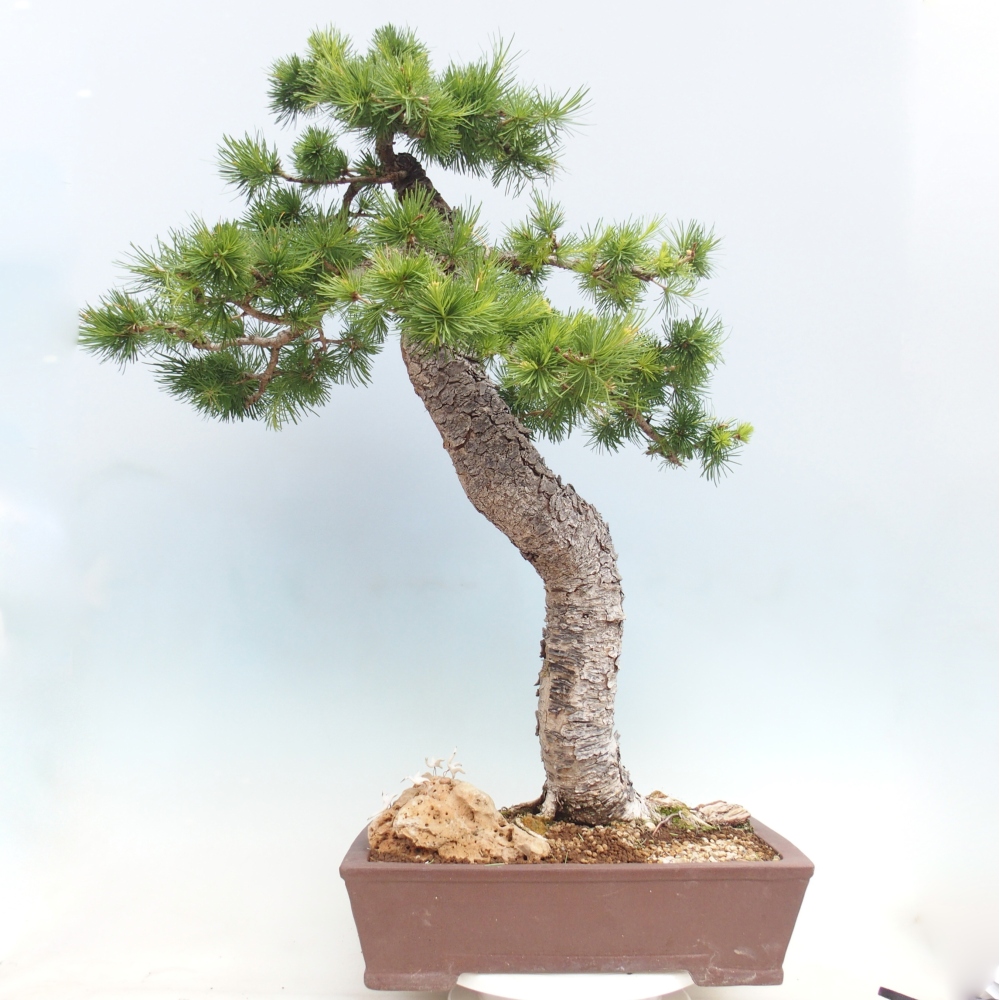 Bonsai für draußen -Larix decidua - Lärche