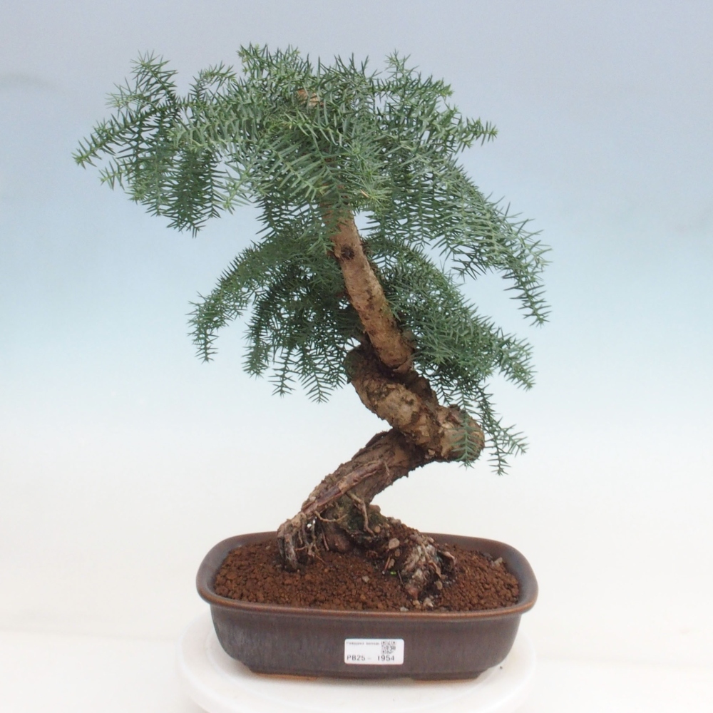 Zimmer Bonsai - Araukarie - Zimmer Fichte