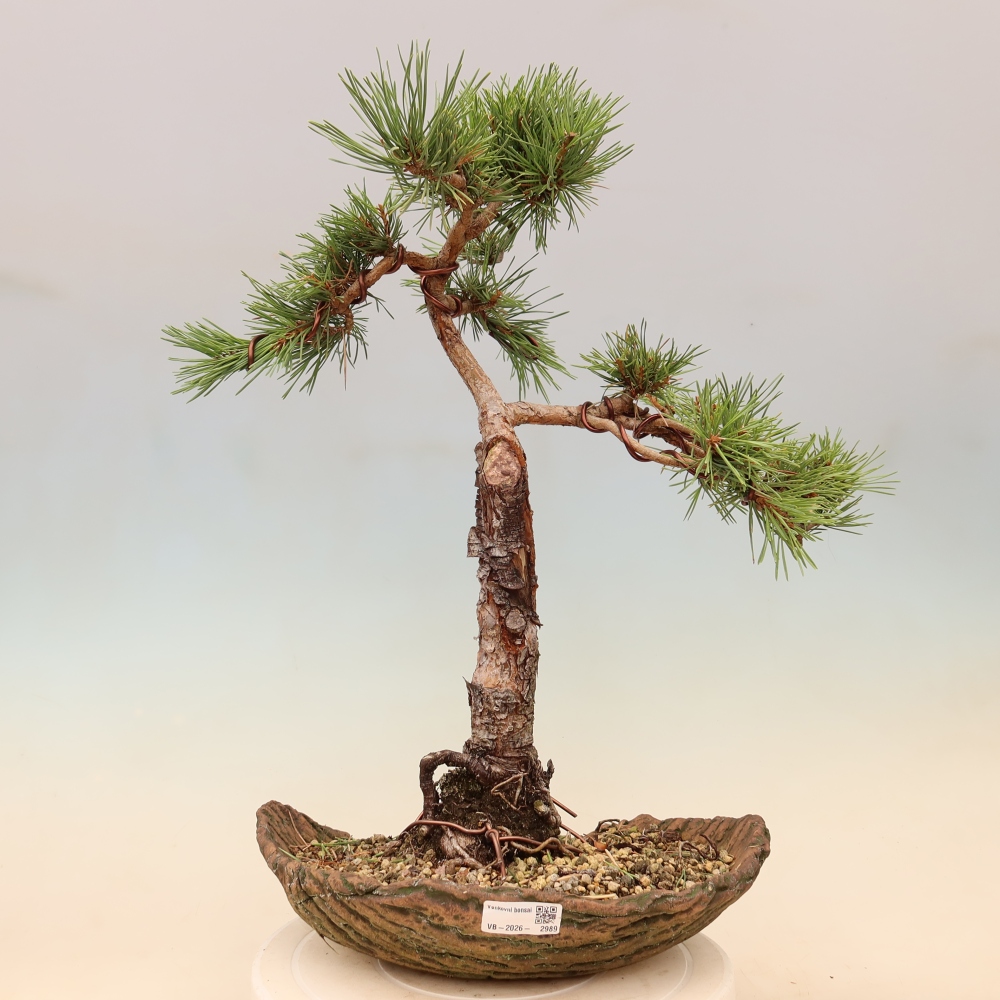 Bonsai für draußen - Pinus Sylvestris Watererri - Waldkiefer