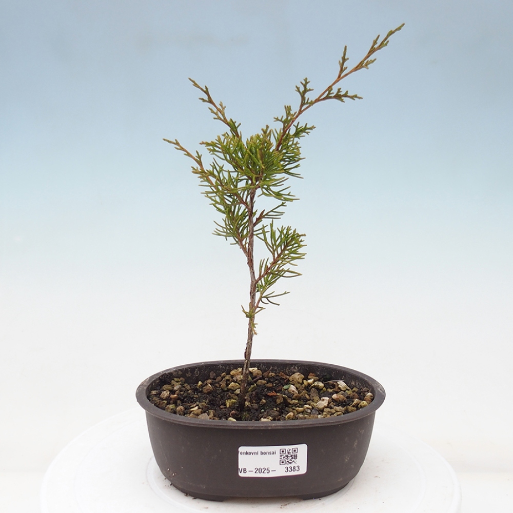 Outdoor bonsai - Juniperus chinensis Itoigawa - Chinese juniper