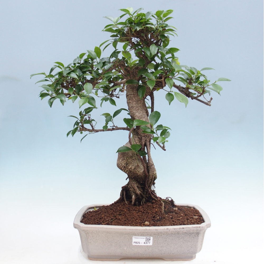 Zimmerbonsai - Ficus retusa - Kleinblättriger Ficus