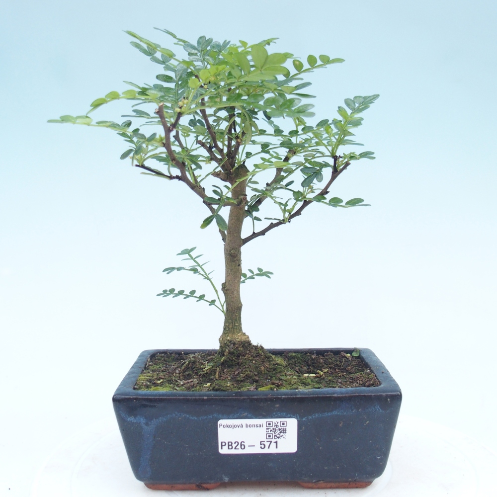 Zimmer Bonsai - Zantoxylum piperitum - Pfefferbaum