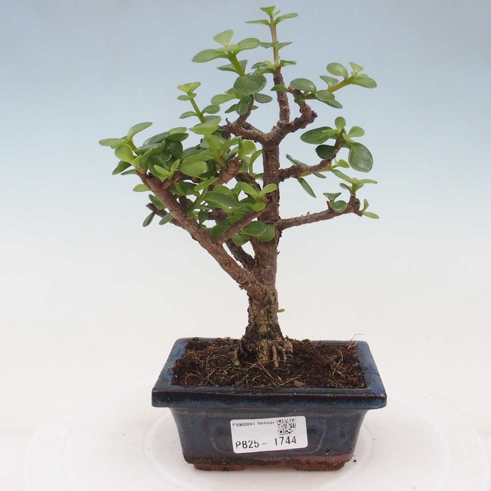Zimmerbonsai - Portulakaria Afra - Tlustice