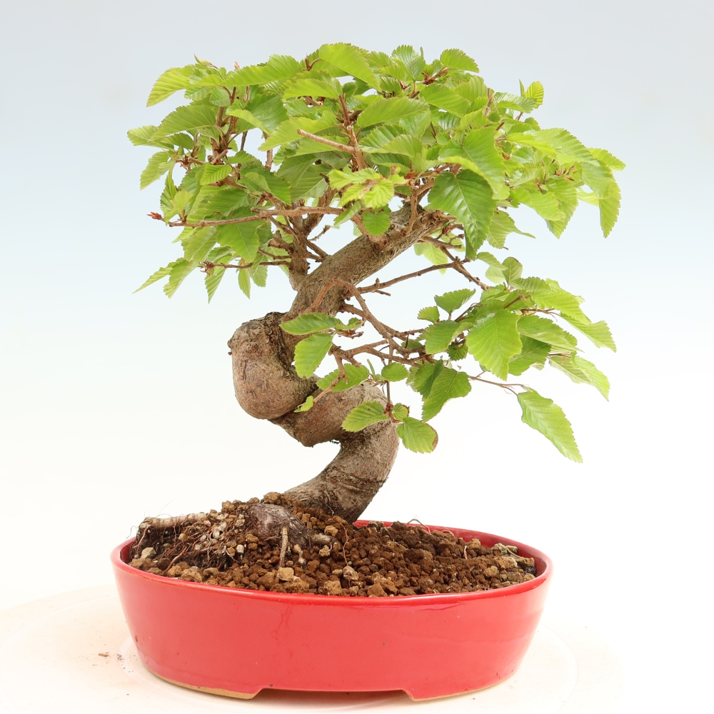 Bonsai für draußen - Karpinus Coreana - Koreanische Hainbuche