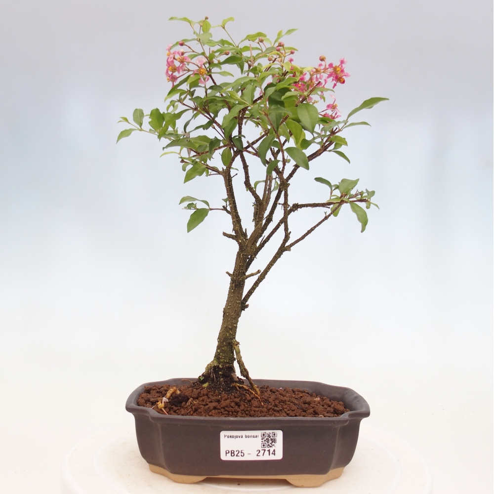 Zimmerbonsai - Malpighia coccigera - Barbdor-Kirsche