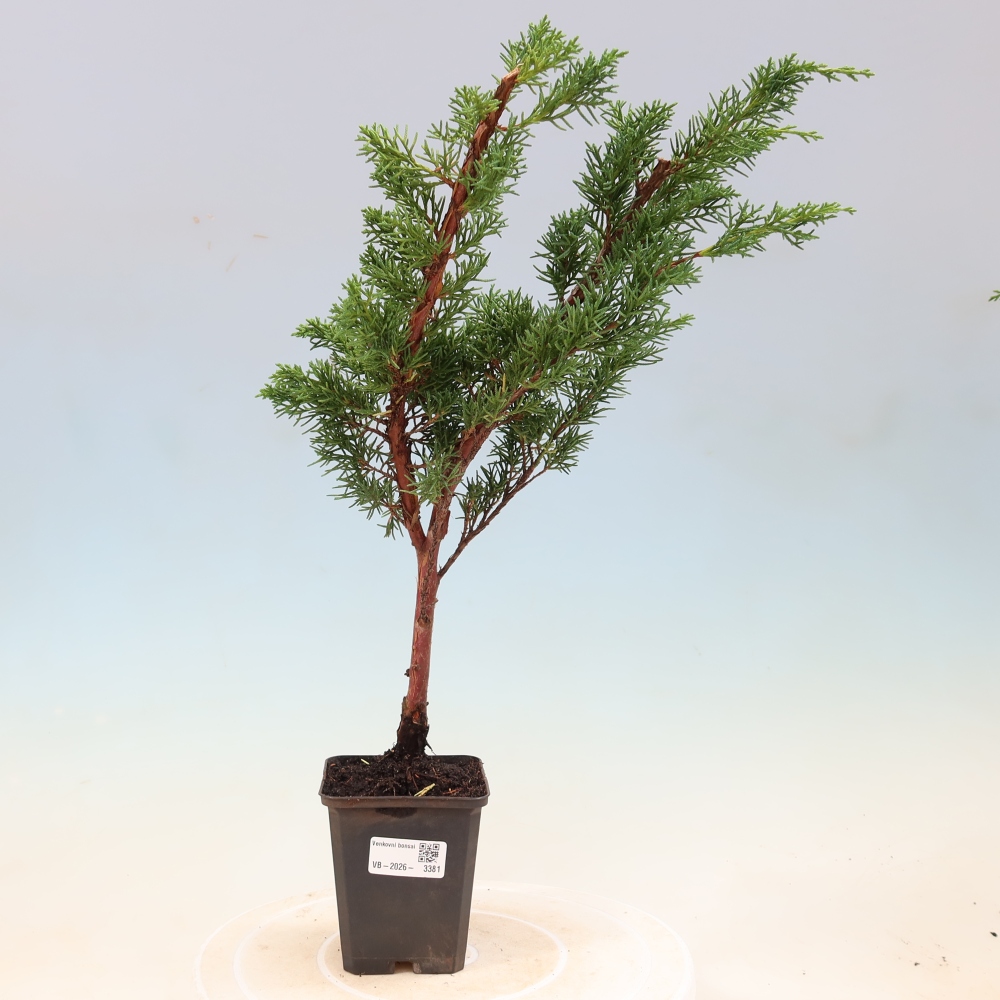 Bonsai für draußen - Juniperus chinensis Kishu