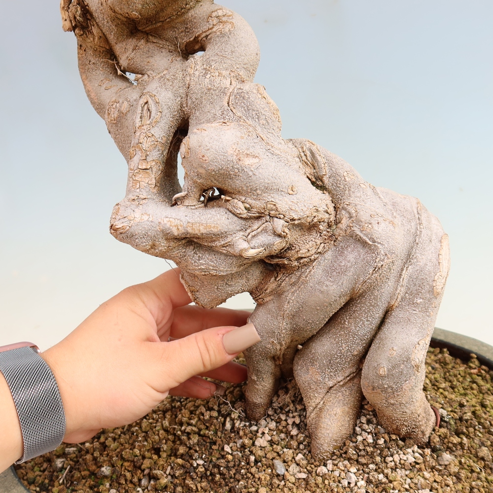 Bonsai für draußen - Acer Buergerianum - Bergahorn