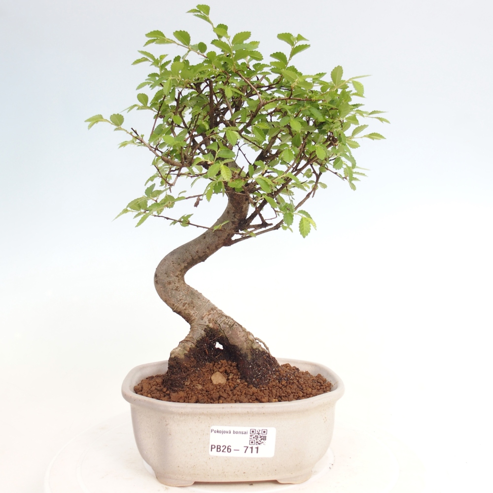Zimmerbonsai - Ulmus parvifolia - Kleinblättrige Ulme