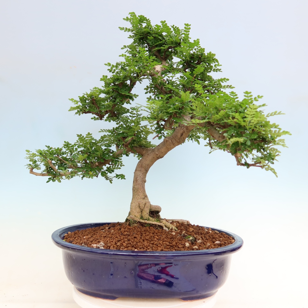 Zimmer Bonsai - Zantoxylum piperitum - Pfefferbaum