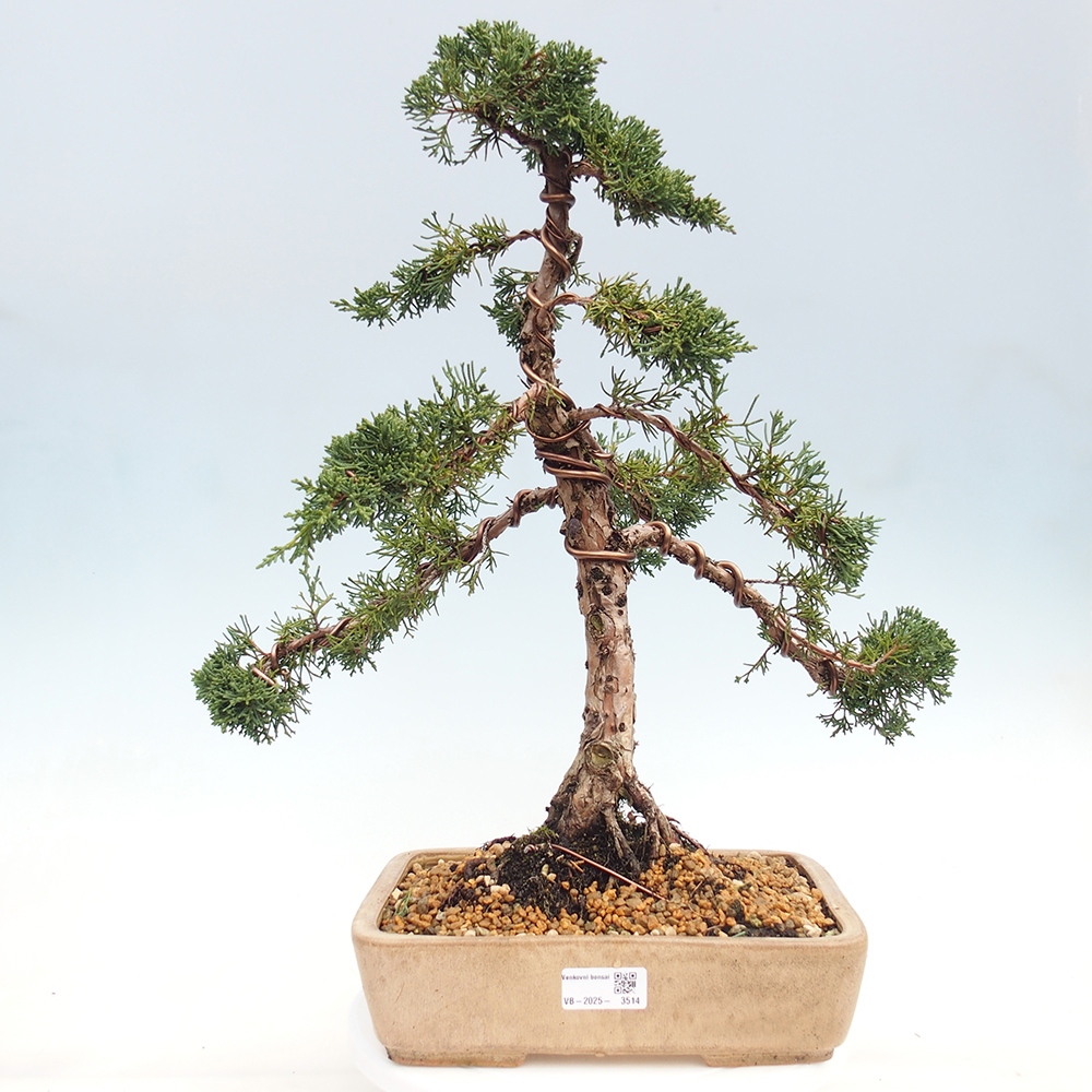 Outdoor-Bonsai - Juniperus chinensis Kishu - Chinesischer Wacholder