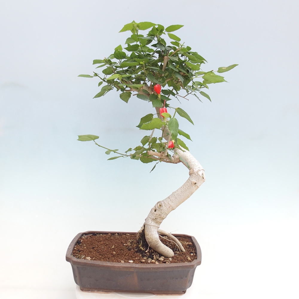 Zimmerbonsai - Malvaviscus arboreus - holziger Hibiskus