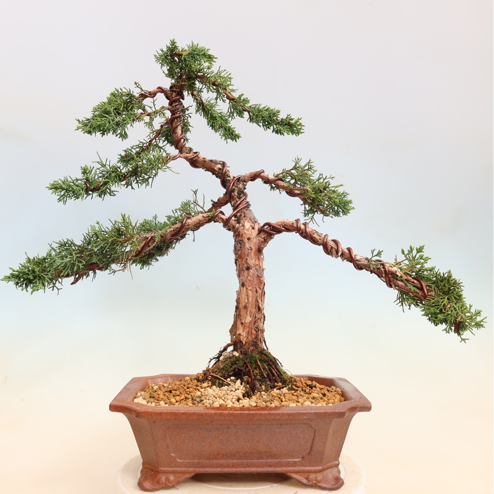 Bonsai für draußen - Juniperus chinensis Kishu