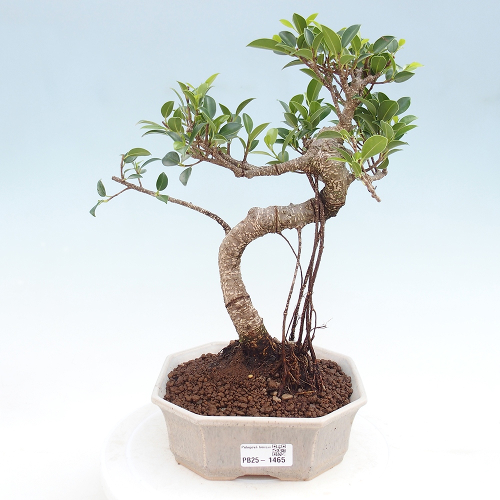 Indoor-Bonsai - Ficus retusa - kleiner Ficus